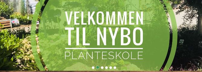 Nybo plante
